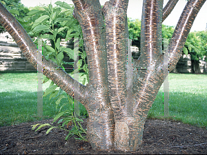 Picture of Prunus x yedoensis 'Akebono'