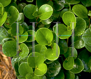 Picture of Peperomia obtusifolia 