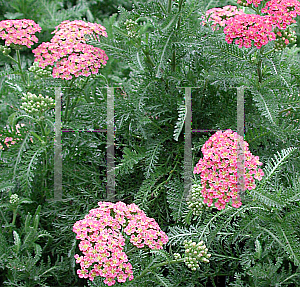 Picture of Achillea millefolium 'Heidi'