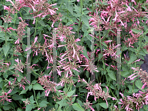 Picture of Agastache  'Tutti Fruitti'