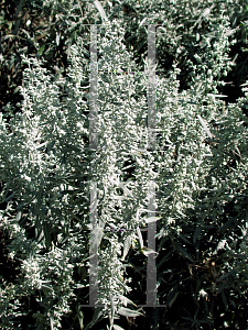 Picture of Artemisia ludoviciana 'Silver King'