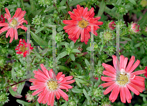 Picture of Symphyotrichum novae-angliae 'Alert'