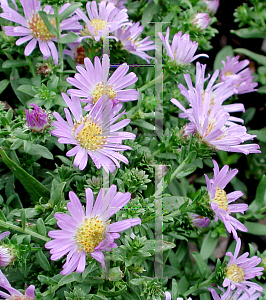 Picture of Symphyotrichum dumosum 'Bonny Blue'