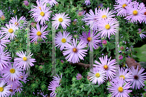 Picture of Symphyotrichum dumosum 'Lady in Blue'