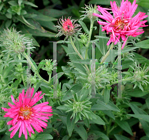 Picture of Symphyotrichum dumosum 'Persian Rose'