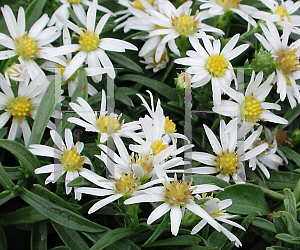 Picture of Symphyotrichum dumosum 'Snow Flurry'