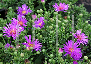 Picture of Symphyotrichum dumosum 'Wood's Purple'