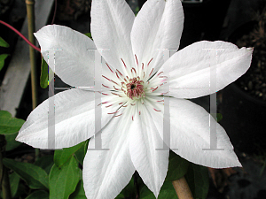Picture of Clematis (z)(Lanuginosa Group) 'Henryi'