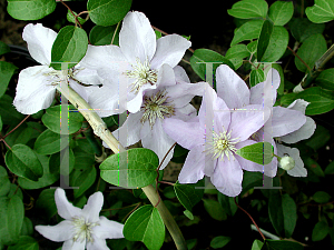 Picture of Clematis  'Silver Moon'