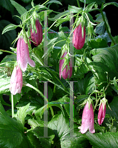 Picture of Campanula punctata 'Elisabeth'