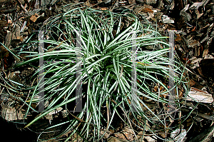 Picture of Carex hachijoensis 'Evergold'