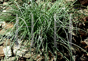 Picture of Carex comans 'Frosted Curls'