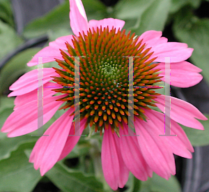 Picture of Echinacea purpurea 'Kim's Knee High'