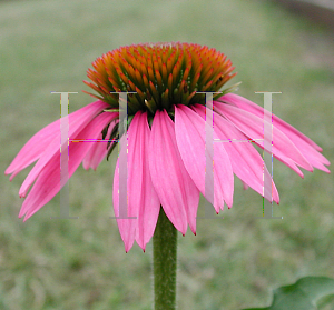 Picture of Echinacea purpurea 'Kim's Knee High'