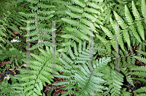 Picture of Athyrium filix-femina 