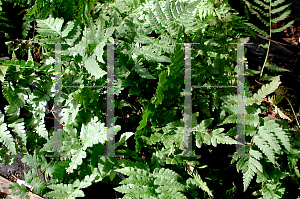 Picture of Gymnocarpium dryopteris 