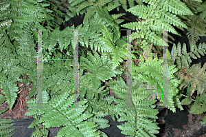 Picture of Dryopteris filix-mas 