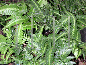 Picture of Polystichum polyblepharum 'Variegated'