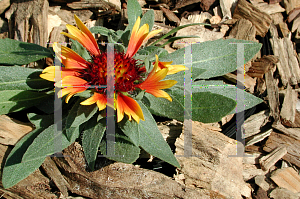 Picture of Gaillardia x grandiflora 'Baby Cole'