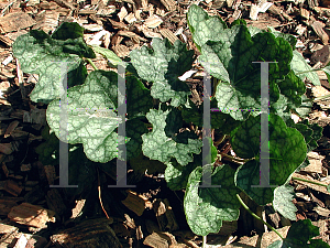 Picture of Heuchera  'Ring of Fire'