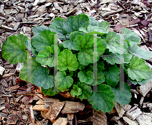 Picture of Heuchera  'Rosalie'