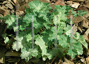 Picture of Heuchera sanguinea 'Snow Angel'