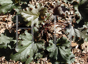 Picture of Heuchera sanguinea 'Stormy Seas'