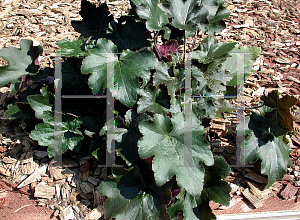 Picture of Heuchera villosa 'Purpurea'