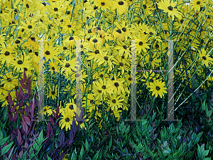 Picture of Helianthus angustifolius 'Gold Lace'