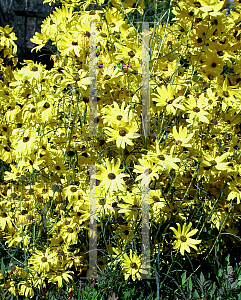 Picture of Helianthus angustifolius 'Gold Lace'