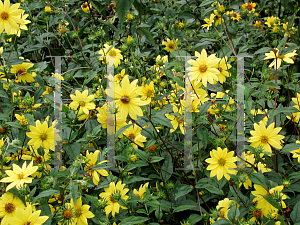 Picture of Helianthus microcephalus 