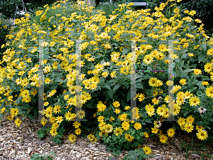 Picture of Heliopsis helianthoides 'Ballerina'