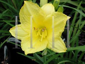 Picture of Hemerocallis  'Happy Returns'