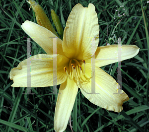 Picture of Hemerocallis  'Hyperion'