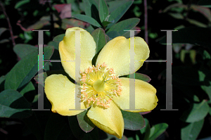 Picture of Hypericum patulum 'Sungold'