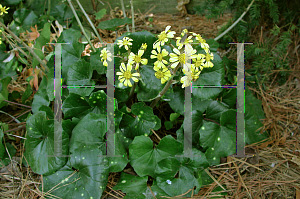 Picture of Farfugium japonicum 