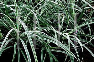 Picture of Liriope spicata 'Silver Dragon'