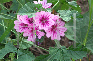 Picture of Malva sylvestris 'Zebrina'