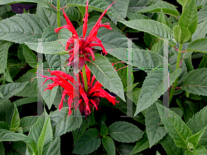 Picture of Monarda didyma 'Jacob Cline'