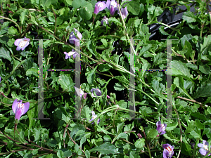 Picture of Mazus reptans 