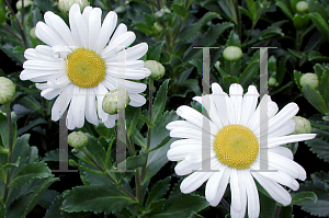 Picture of Nipponanthemum nipponicum 