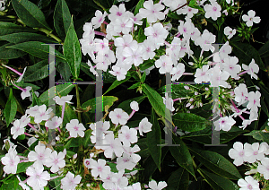 Picture of Phlox paniculata 'Delta Snow'