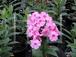 Picture of Phlox paniculata 'Eva Cullum'