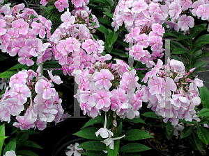 Picture of Phlox paniculata 'Katherine'