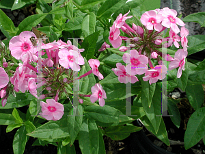 Picture of Phlox paniculata 'Little Princess'