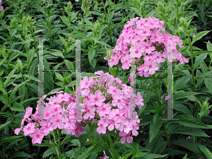 Picture of Phlox paniculata 'Shortwood'