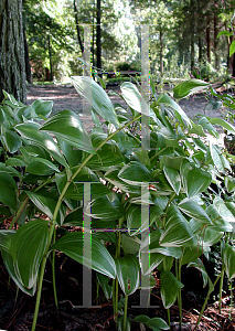 Picture of Polygonatum odoratum 'Variegatum'