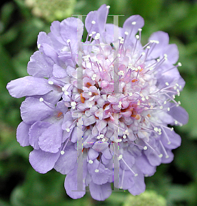 Picture of Scabiosa columbaria 'Butterfly Blue'