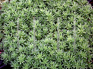 Picture of Sedum pallidum var. bithynicum 