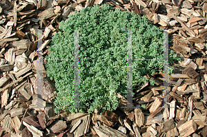 Picture of Sedum pallidum var. bithynicum 